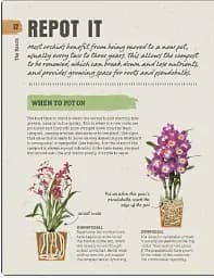 Happy Orchid - мініатюра 7