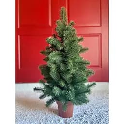 Ялинка Hvoya Premium лита у горщику 90 см зелена