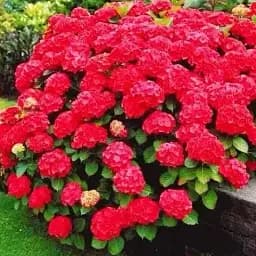 Гортензия Agro-Market Red Angel крупнолистная 1 саженец в упаковке (45338)