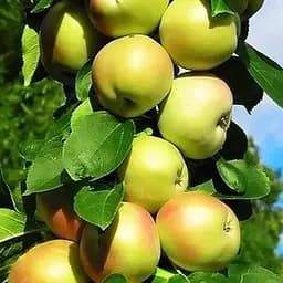 Саджанець Agro-Market Яблуня колоновидна Болеро (осінній сорт) (15789) 1 шт. в упаковці