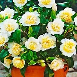 Камелия японская "Brushfields Yellow" (48770) 1 саженец