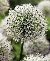 Луковица Agro-Market Аллиум Mount Everest размер 18/20 большой 1 шт. в упаковке (17306)