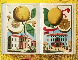 J. C. Volkamer. The Book of Citrus Fruits - мініатюра 11