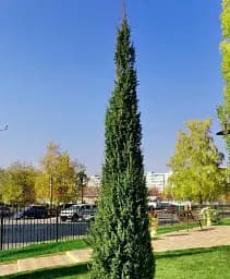 Саджанець Agro-Market Ялівець звичайний Suecica контейнер P9, 1 шт. в упаковці (176613)