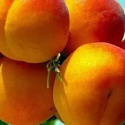 Саджанець Agro-Market Абрикос Красень Києва (літній сорт, пізній термін дозрівання) (25767) 1 шт. в упаковці