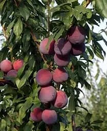 Саджанець Agro-Market Слива Лері Енн (39991) 1 шт. в упаковці