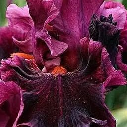 Ирис бородатый крупноцветковый "Machismo" (61809) 1 шт