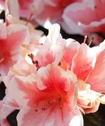 Саджанець Agro-Market Рододендрон Bicolor кімнатний 1 шт. в упаковці (50777)