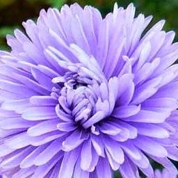 Саджанець Agro-Market Астра ново-бельгійська Marie Ballard (С1,5 висота 20-30см) (105454)