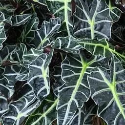 Алоказия Agro-Market Polly (высота 30-40см) (51450) 1 саженец в упаковке комнатный Нидерланды