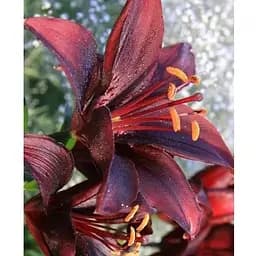 Цибулина Agro-Market Лілія Nerone 1 шт. (19623) 1 шт.