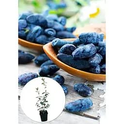 Саджанець Agro-Market Жимолость Алісія (середньопізній термін дозрівання, ягоди з куща не обсипаються) 1 шт. в упаковці (43966) - мініатюра 2