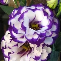 Эустома махровая "ABC Blue rim" укоренена в контейнере Р9 (51983) 1 саженец