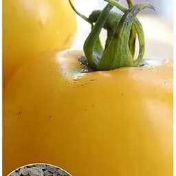 Насіння Весна на вагу Томат Мікадо жовтий ціна за 1 г (13319)