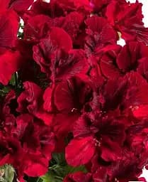 Пеларгонія Agro-Market Королівська Aristo Deep Red 1 саджанець в упаковці - мініатюра 2