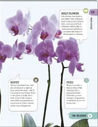 Happy Orchid - мініатюра 4