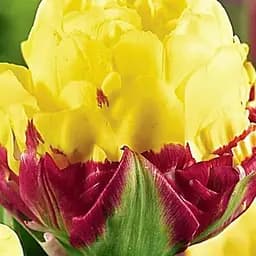 Тюльпан "Ice Cream Banana" (61554) 1 шт