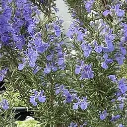 Розмарин "Green Ginger", С2 (необычный пряный аромат с легкими имбирными нотками) (189782) 1 саженец в упаковке