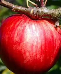 Саджанець Agro-Market Яблуня Пірос (літній сорт, ранній термін дозрівання) 1 шт. в упаковці (35785)