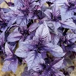 Базилік Весна Дарк Опал (у банці) 100г (52418)