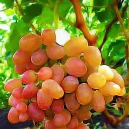 Саджанець Agro-Market Виноград Лівія (найранніший термін дозрівання, має великі грона з великими рожевими ягодами) 1 шт. в пакуванні (17688)