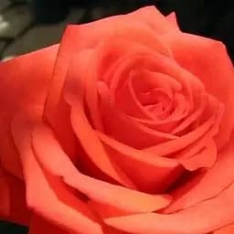 Троянда чайно-гібридна Agro-Market Аве Марія саджанець класу АА+ вищий сорт 1 шт. в упаковці (35993)