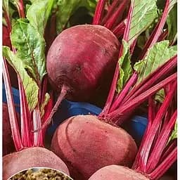 Насіння Весна Буряк Монік 100 г (177965)