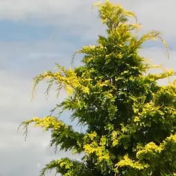 Саджанець Agro-Market Купрессоціпаріс Лейланда Gold Rider (висота 80-100 см) (182090)