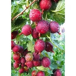 Саджанець Agro-Market Агрус Аристократ (середньо-пізній термін дозрівання) 1 шт. в упаковці (46145)