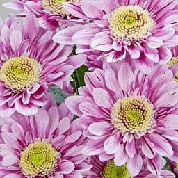 Хризантема кустовая среднецветковая "Serenity Sweet" (177062) 1 саженец