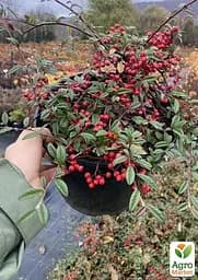 Саджанець Agro-Market Кизильник верболистий Parkteppich контейнер р-9 (181397) - мініатюра 3