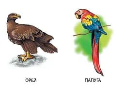 22 картинки. Улюблені тварини - - мініатюра 3