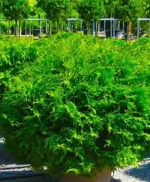 Саджанець Agro-Market Туя західна Little Champion С3 висота 25-30 см 1 шт. в упаковці (71737)