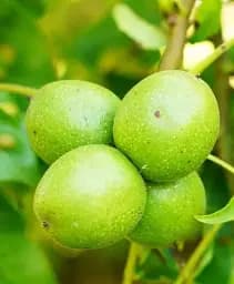 Саджанець Agro-Market Горіх волоський Фержан (Ferzhan) (преміальний морозостійкий сорт, пізнього строку дозрівання) 1 шт. в упаковці (51194)