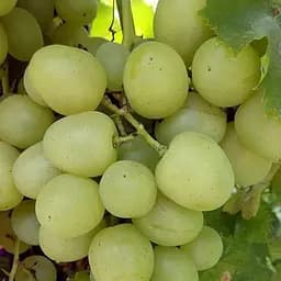 Саженец Agro-Market Виноград Дарья (ранний, сладкий, крупный виноград) 1 шт. в упаковке (153866)