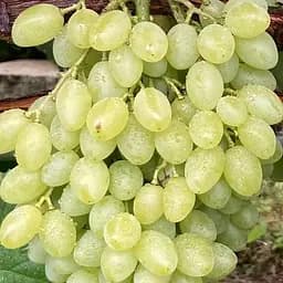 Саженец Agro-Market Виноград Валентино (кишмиш, сверхранний срок созревания, крупная ягода с легким мускатным букетом) 1 шт. в упаковке (155283)