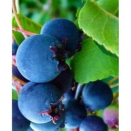 Саджанець Agro-Market Ірга ольхолистна Smoky (Смоукі) (найвисоковрожайний сорт) 1 саджанець (47973)