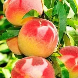 Саджанець Agro-Market Персик Роял Ві (літній сорт, середній термін дозрівання) (21368) 1 шт. в упаковці