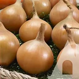 Цибуля ріпчаста Садиба Центр Банко F1 200 шт.