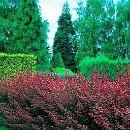 Саджанець Agro-Market Барбарис Оттавський 3-х річний Суперба С3, висота саджанця 30-50см (101792)