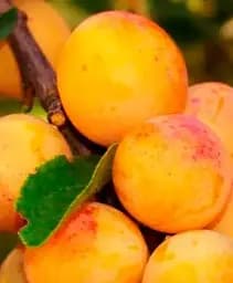 Саджанець Agro-Market Слива колоновидна Мірабель бона 1 шт. в упаковці (52707)