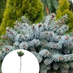 Ялина колюча Agro-Market блакитна на штамбі Brynek С5 висота 70-90 см 116493 1 саджанець в упаковці