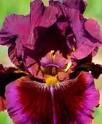 Саджанець Agro-Market Ірис бородатий великоквіткова Gaudi in Good 1 шт. в упаковці (41119)