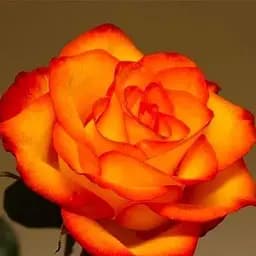 Роза чайно-гибридная Agro-Market Божья коровка саженец класса АА+ высший сорт 1 шт. в упаковке (20990)