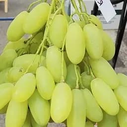 Саджанець Agro-Market Виноград Біла Акація (ранній великий виноград із соковитою хрусткою м'ясистою ягодою) 1 шт. в пакуванні (153786)