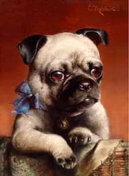 Алмазна мозаїка на підрамнику Мопс 40×50 см 71757_BGLE