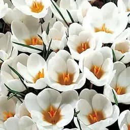 Крокус крупноцветковый "Ice Queen" (186396) 5 шт