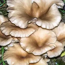 Сухий зерновий міцелій "Глива Флоридська" 100г (45559)