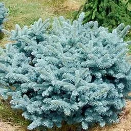 Ялина колюча Agro-Market Glauca Globosa С15 діаметр 30-35 см 188128 1 саджанець в упаковці