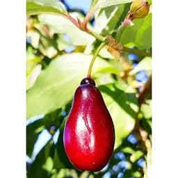 Саджанець Agro-Market Кизил Йоліко (ранній термін дозрівання, високостійкий до морозів) 1 шт. в упаковці (35879)